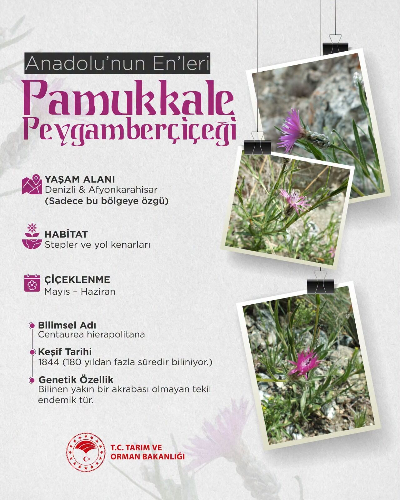 Peygamber Çiçeği (1). Docx
